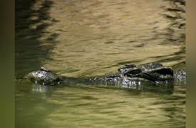 Legend of Croc Gold Season 1: Judgment Day
