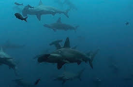 Shark Dive TV: Bottom-Dwelling Sharks