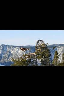 18:00: Lugares salvajes de Europa: El poder del invierno | Nat Geo Wild | 2/25 2026