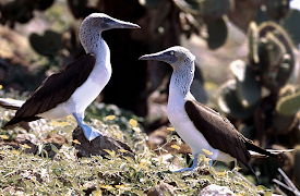 Galapagos: Forces of Change