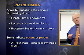 Biochemistry and Molecular Biology: How Life Works: Enzymes' Amazing Speed and Specificity