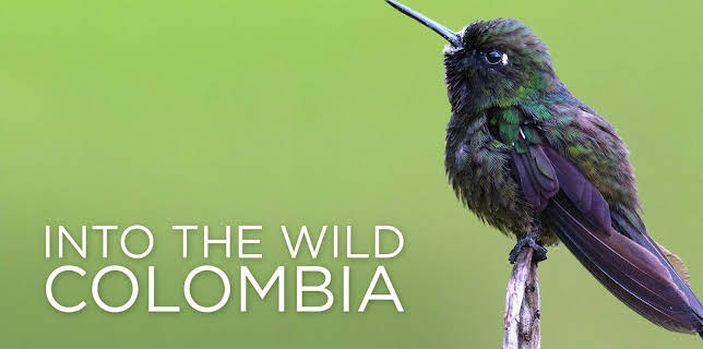 Into the Wild Colombia