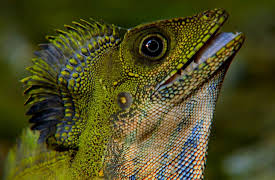 Wildest: Indochina: Malaysia: Freaks of Nature