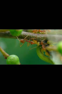 01:35: Raros y salvajes: En busca del amor | Nat Geo Wild | 8/29 2026