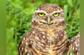 Into the Wild Colombia: Warriors of the Llanos