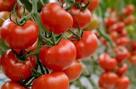 Grow, Cook, Eat: Tomatoes - A Meal in Themselves