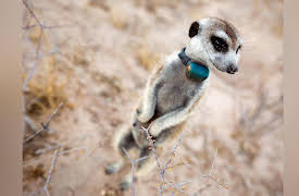 Animals With Cameras, Season 1: Episode 1