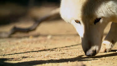 19:00: Dyrenes utrolige evner (S1 E15) (S1) | Animal Planet | 5/16 2026