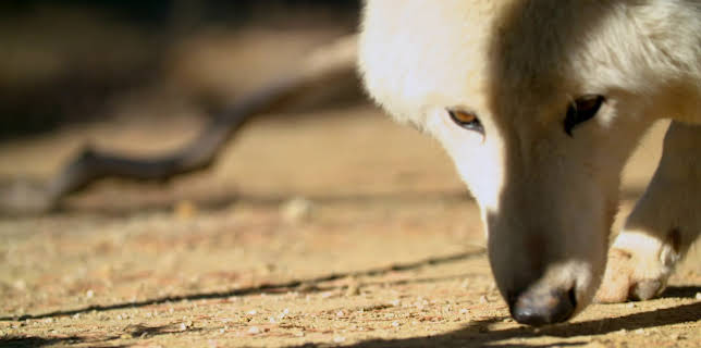 19:00: Dyrenes utrolige evner (S1 E15) (S1) | Animal Planet | 3/14 2026