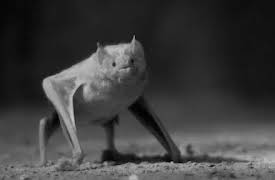 Deadly Islands:  Djævleøen