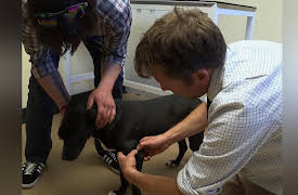 The Yorkshire Vet: Episode 6