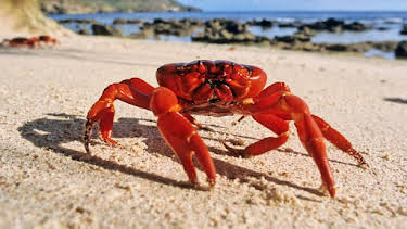3:30 PM: Earth's Seasonal Secrets | BBC Two | 6/5 2026