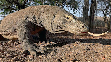 08:25: GEO Reportage | Arte | 4/11 2026