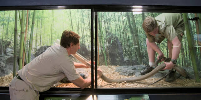 06:00: Crikey! It's the Irwins (S1 E4) (S1) | Animal Planet | 12/11 2025