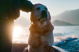 Hundar: Ice på vattnet