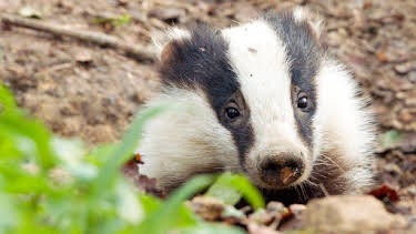 3:30 AM: Badgers: Their Secret World (S1 E2) (S1) | Channel 5 | 6/12 2026