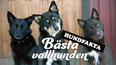 04:28: Hundfakta (romani arli) | Barnkanalen | 9/16 2025