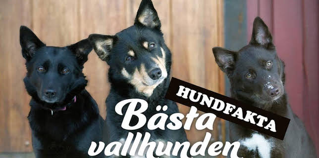 13:30: Hundfakta (romani kale) | Barnkanalen | 1/1 2026