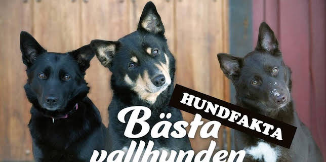 Hundfakta (romani arli)