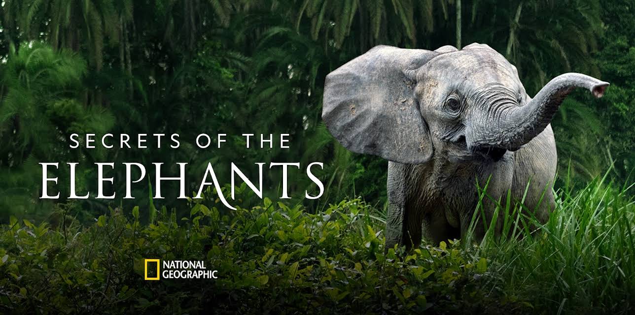 Secrets of the Elephants