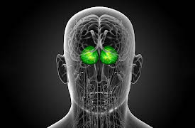 Understanding the Brain: The Motor System—Coordinated Movement