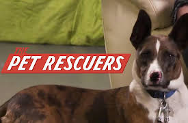 The Pet Rescuers: One Step at a Time