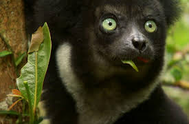 Wildest Africa: Madagascar Island of Monsters