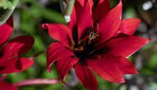 Südafrikas wilde Westküste