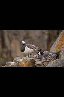 10:20: Perdedores y salvajes: Unos padres terribles | Nat Geo Wild | 4/4 2026