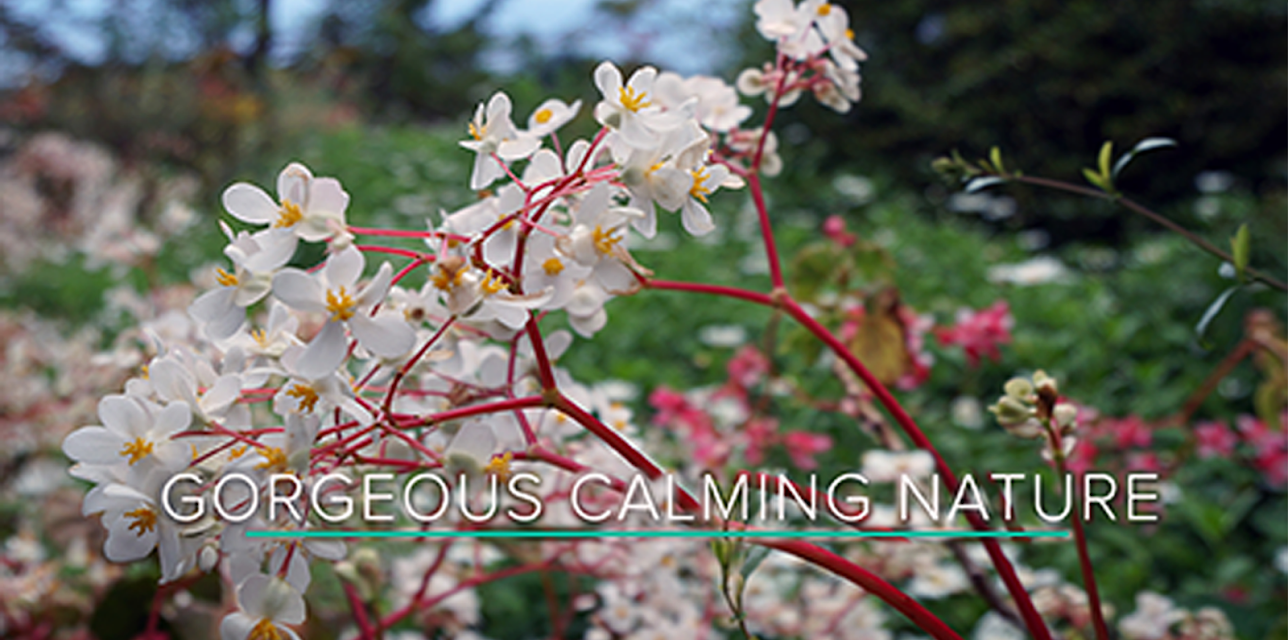 One Hour of Gorgeous, Calming Nature