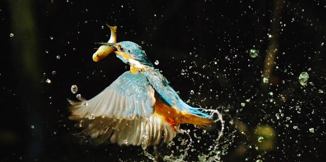 19:50: Europas fem verder: Ferskvatn | NRK 1 | 2/1 2026