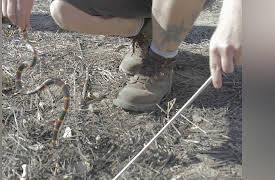 Venom Hunters Season 1: Bitten