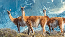 Sieben Kontinente - Ein Planet