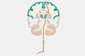 Understanding the Brain: The Somatosensory System