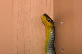 Snake Boss Season 1: It's Not Easy Being Green