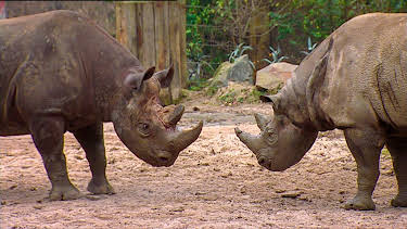 14:25: Elefant, Tiger & Co. (289) | MDR Fernsehen | 4/9 2026