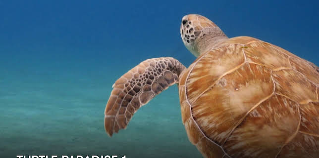 Turtle Paradise 1 (2022)