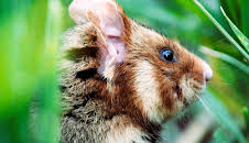 Der kleine Held vom Hamsterfeld