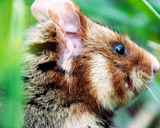 Der kleine Held vom Hamsterfeld