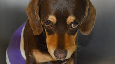 03:00: Animal Cops Houston (S19 E11) (S19) | Animal Planet | 4/17 2026