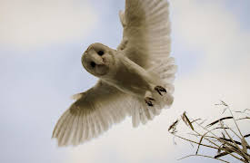 Genius of Nature, Season 1: Arms Race