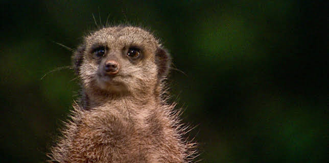 14:25: Elefant, Tiger & Co. (269) | MDR Fernsehen | 3/10 2026