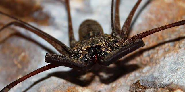 09:25: Little Giants (S1 E3) (S1) | Animal Planet | 11/23 2025