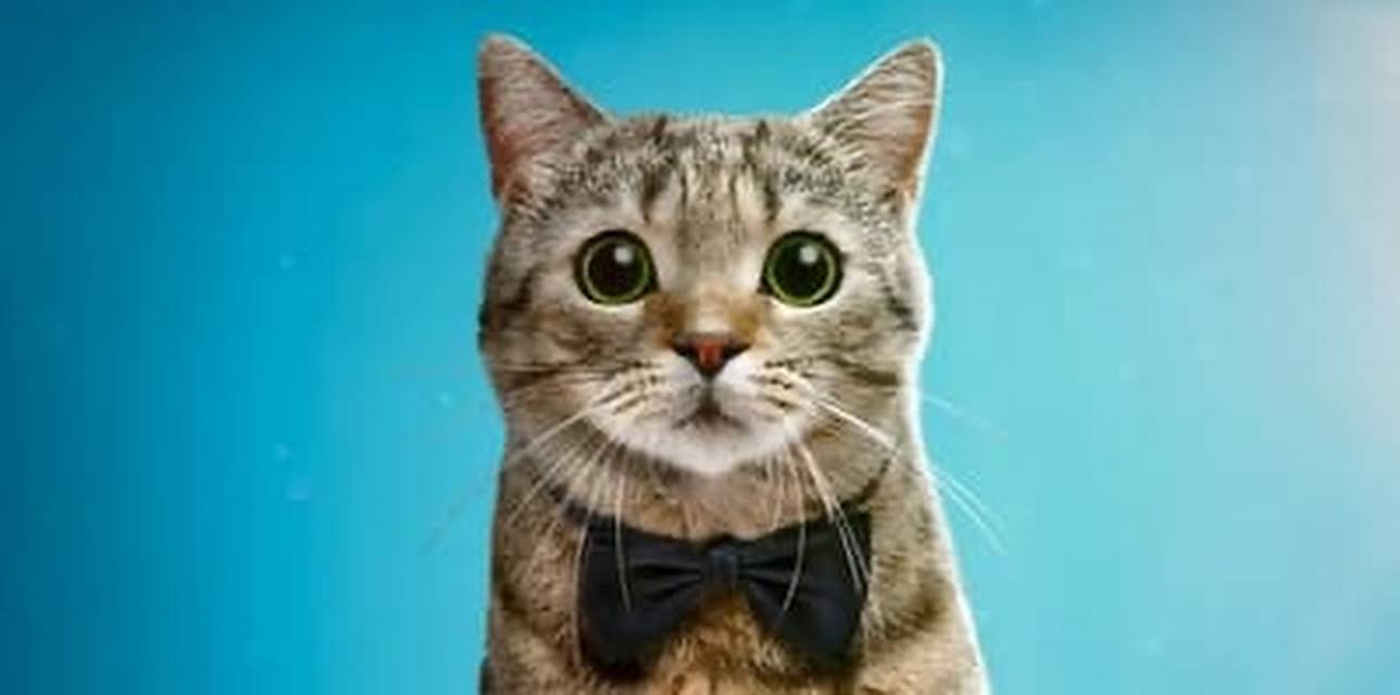 Cat Film Festival (2018)