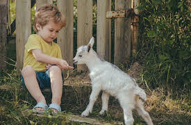 Pioneering Skills for Everyone: Modern Homesteading: Raising Goats on Your Homestead