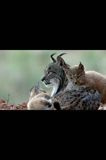 00:25: La tierra del lince ibérico: Invierno | Nat Geo Wild | 4/4 2026