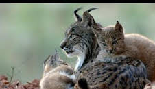 La tierra del lince ibérico: Invierno