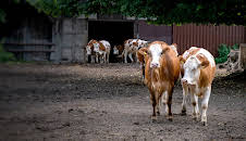 Die Geschichte der Landwirtschaft