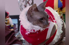 Animal Planet Presents Season 1: Hell-iday Special