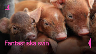 20:10: Fantastiska svin | Kunskapskanalen | 8/18 2026